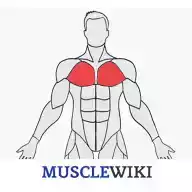 musclewiki中文版