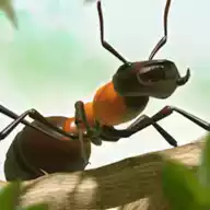 蚂蚁指挥官游戏
